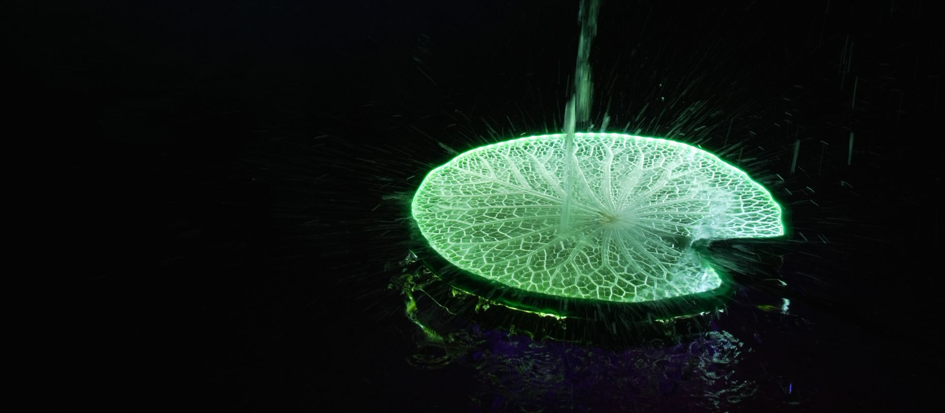 Lily Pad 03