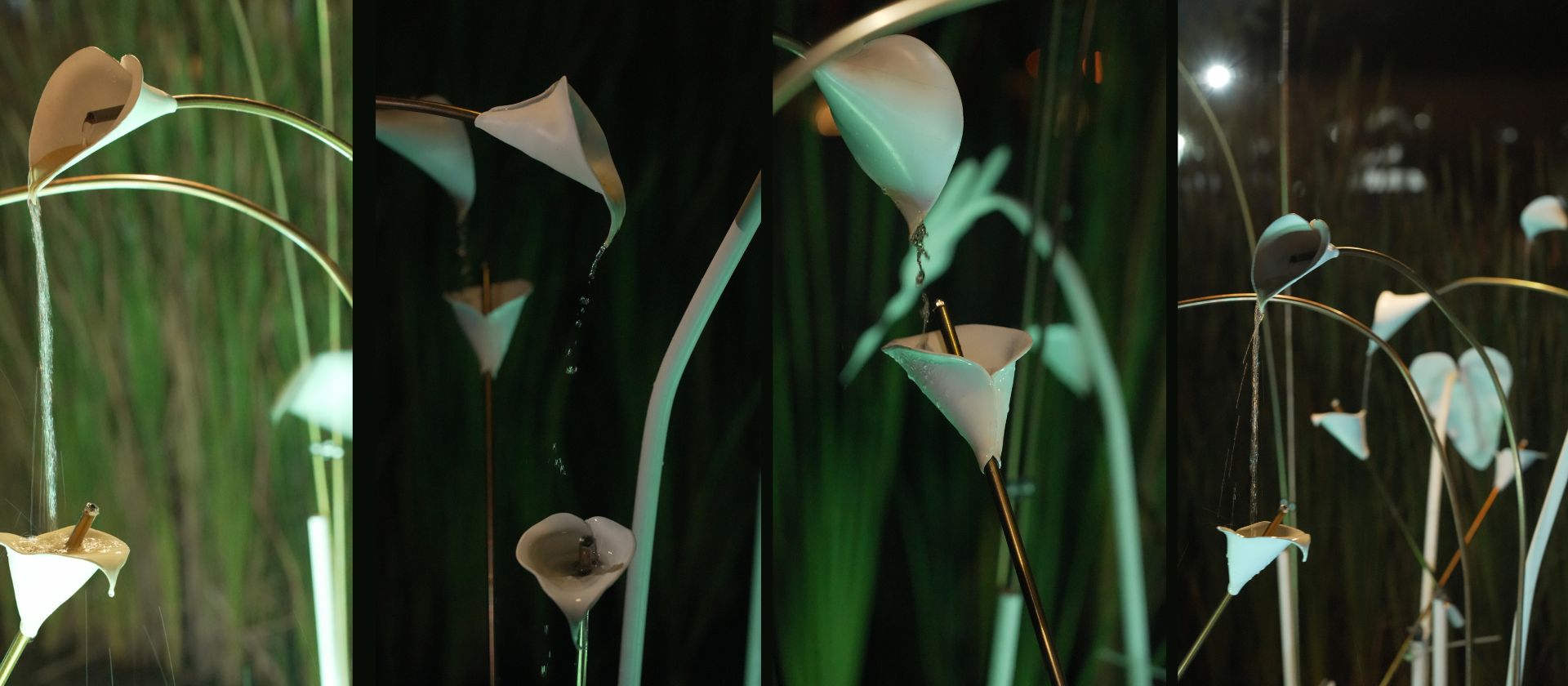 Lily Pad 05