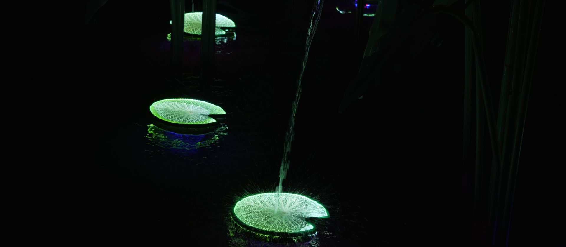 Lily Pad 06