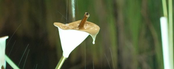 Tipping Lilies